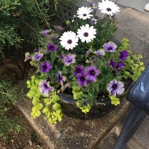 Meet your Posher, Sophie